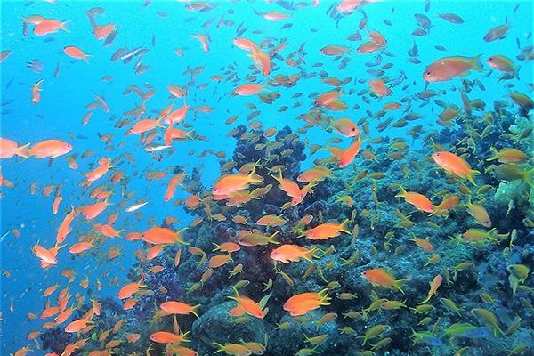 海底の様子